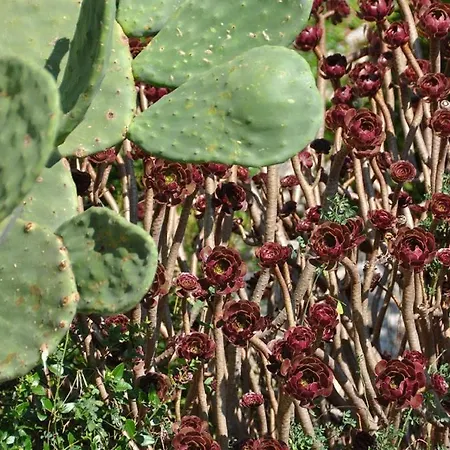 By The Sea Pasadur, Lastovo - 8351 דירה